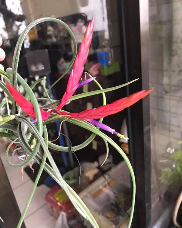 养盆“空气植物”，不用花盆不用土，养护还简单