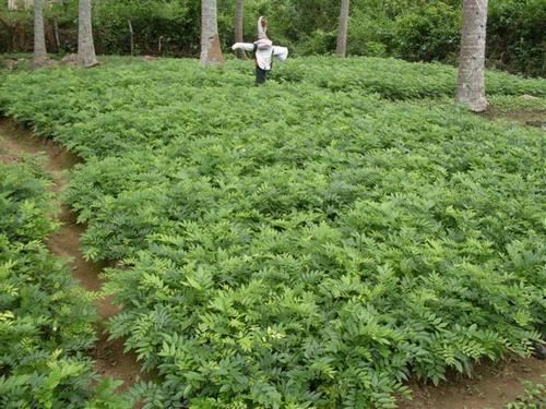 珍贵树种黄花梨栽培技术，病虫防害技术，这几点一定要防护好