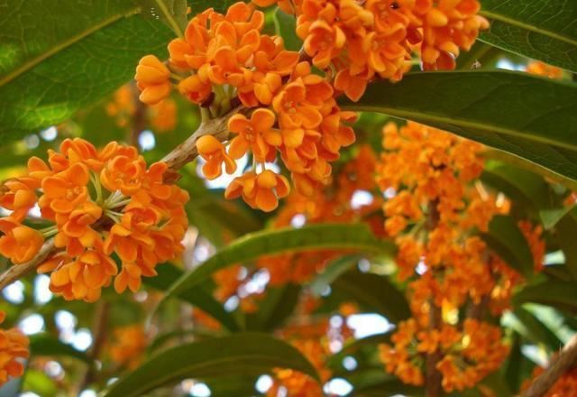 桂花开花没香味，用点“促香”肥，一到花期，香飘满院