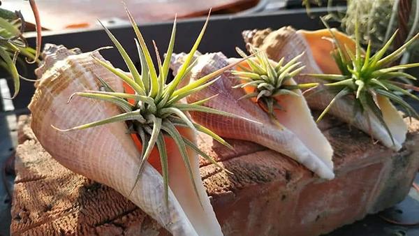 养盆“空气植物”，不用花盆不用土，养护还简单