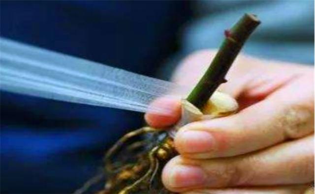 北方栽培李子树，可以考虑嫁接的方式，能提升耐寒性