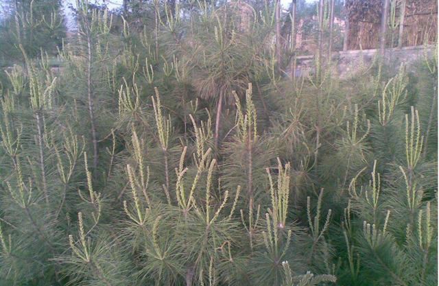 华山松的主要病虫害详细分析，以及铲除虫害的具体措施，来学习下