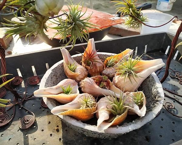养盆“空气植物”，不用花盆不用土，养护还简单