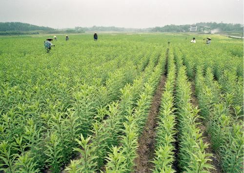 龙牙百合栽培，从这两个方面进行改进，以此来增加产量，提高效益