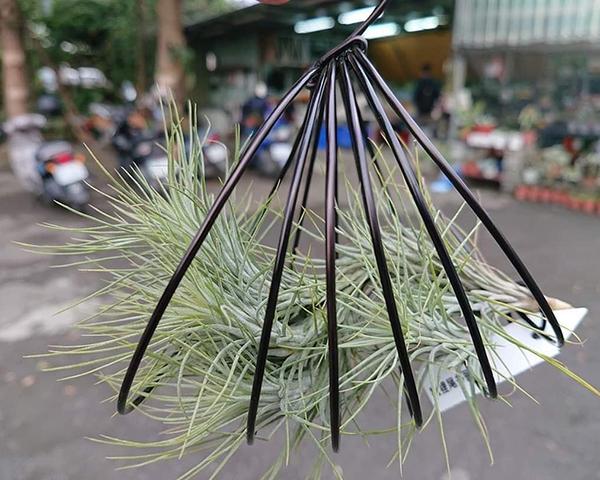 养盆“空气植物”，不用花盆不用土，养护还简单