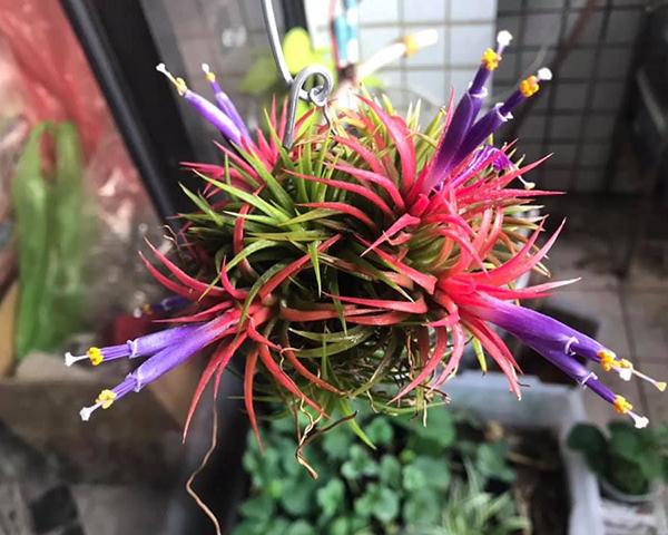 养盆“空气植物”，不用花盆不用土，养护还简单