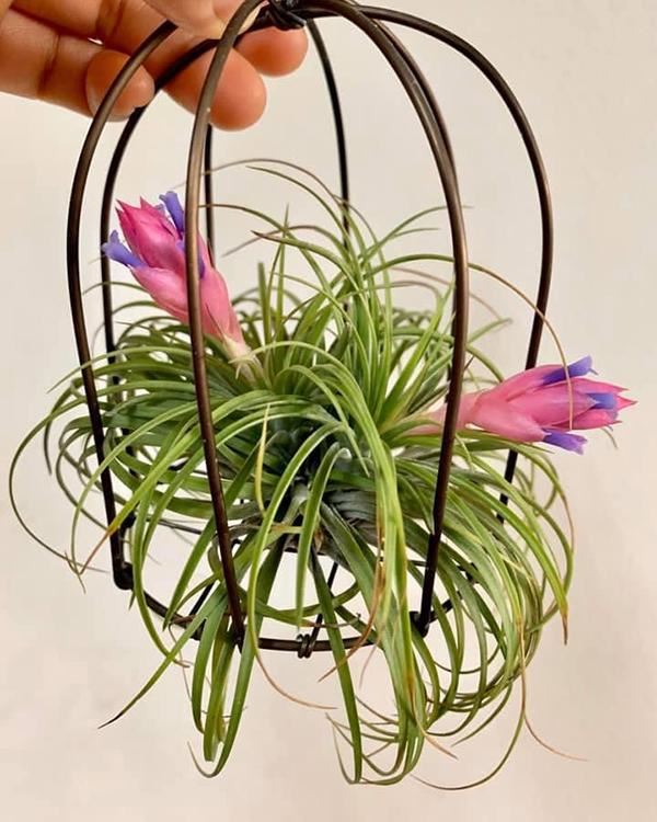 养盆“空气植物”，不用花盆不用土，养护还简单