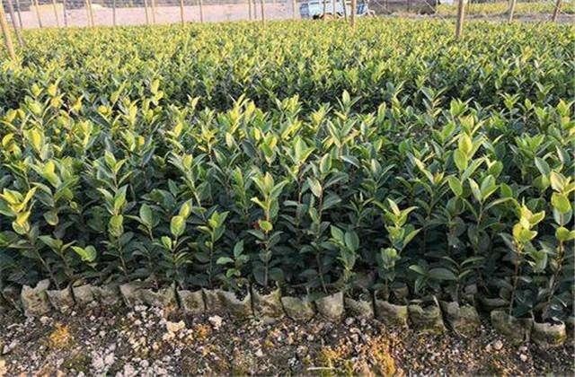 油茶高产种植技术，掌握正确的管理方式，增加油茶产量和出油率