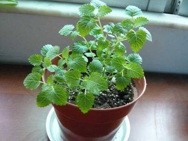 蜜蜂最爱的香草之一柠檬香蜂草，播种1次，多年都可食用闻香