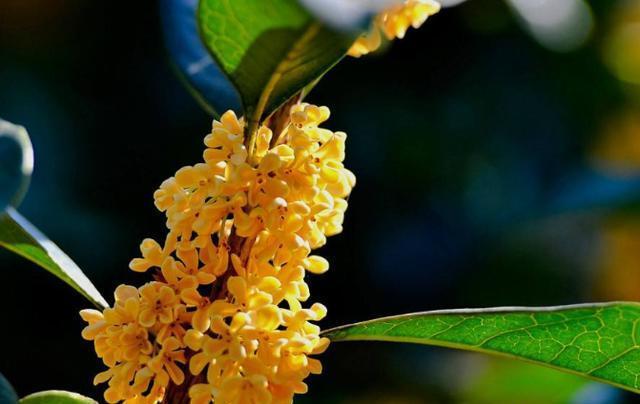 桂花开花没香味，用点“促香”肥，一到花期，香飘满院