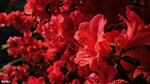 红杜鹃栽培技术，注意这几点，花色艳丽，叶子绿、开花多