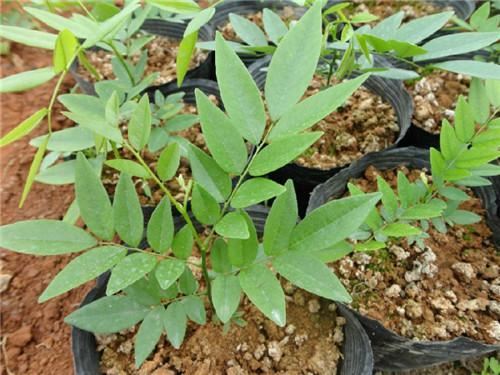 珍贵树种黄花梨栽培技术，病虫防害技术，这几点一定要防护好
