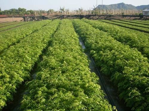 珍贵树种黄花梨栽培技术，病虫防害技术，这几点一定要防护好