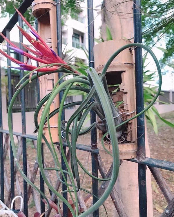 养盆“空气植物”，不用花盆不用土，养护还简单