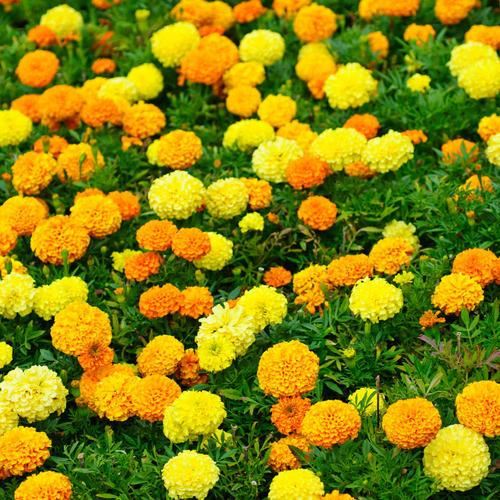 金盏菊：我也想盛开绽放，只是你的养护方法不对！