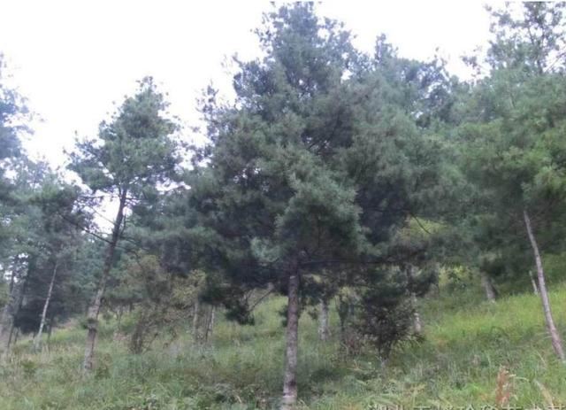 华山松的主要病虫害详细分析，以及铲除虫害的具体措施，来学习下