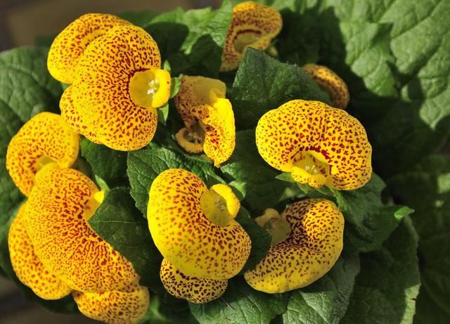 蒲包花也叫元宝花奇特的花形，花期长，好养，惹人喜爱