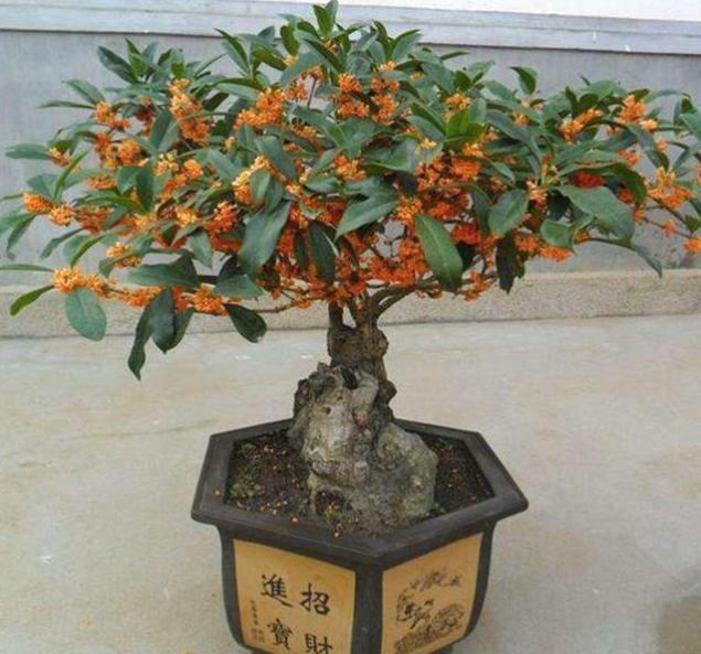 桂花开花没香味，用点“促香”肥，一到花期，香飘满院