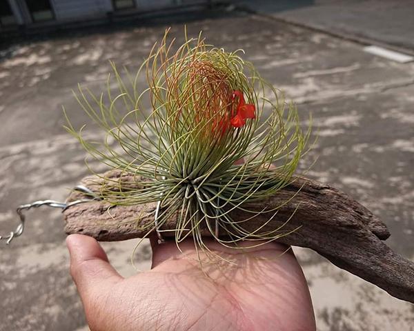 养盆“空气植物”，不用花盆不用土，养护还简单