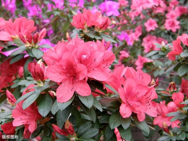红杜鹃栽培技术，注意这几点，花色艳丽，叶子绿、开花多