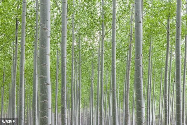 杨树育苗的培育及繁殖方法，提高存活率带来经济效益