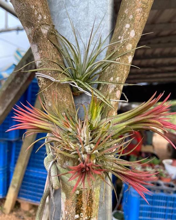 养盆“空气植物”，不用花盆不用土，养护还简单