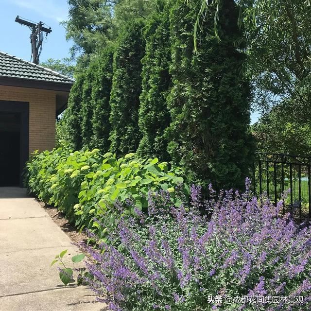 花园设计庭院绿篱也可以如此惊艳也可以造型神秘优美