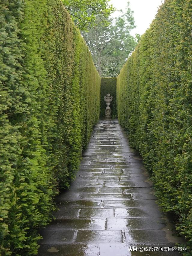 花园设计庭院绿篱也可以如此惊艳也可以造型神秘优美