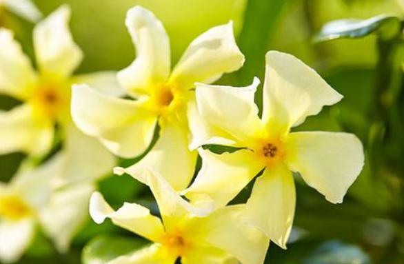 家里有院子的人，可以养2种"爬藤花"， 夏天变成花墙，美不胜收！