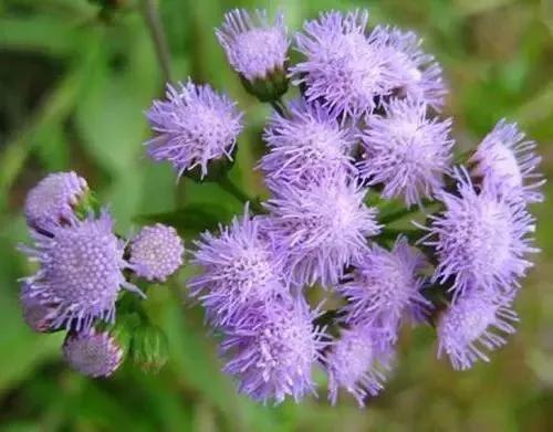 20种花境植物，瞬间提高你的花园逼格
