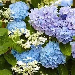 20种花境植物，瞬间提高你的花园逼格