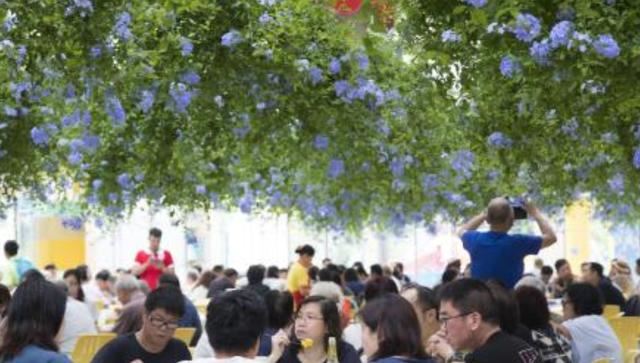 家里有院子的人，可以养2种"爬藤花"， 夏天变成花墙，美不胜收！