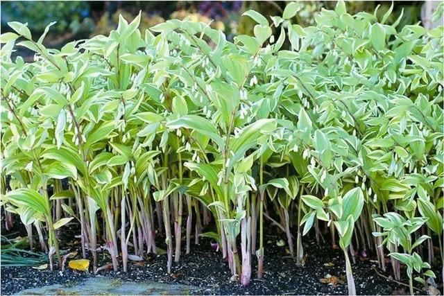 「宿根花卉」致最漂亮的庭院林下宿根花卉