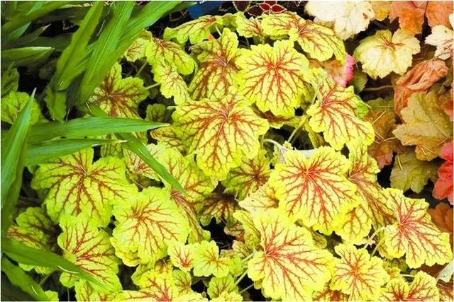 「宿根花卉」致最漂亮的庭院林下宿根花卉
