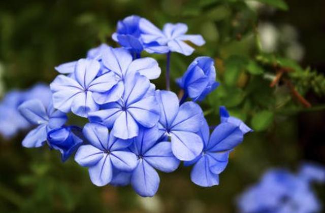家里有院子的人，可以养2种"爬藤花"， 夏天变成花墙，美不胜收！