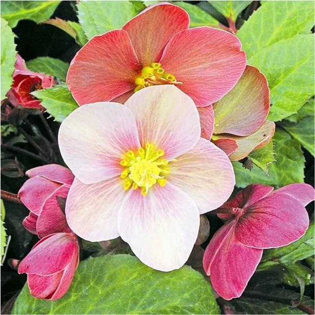 「宿根花卉」致最漂亮的庭院林下宿根花卉