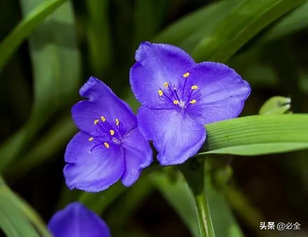 10种在花镜设计中常用的紫色花卉