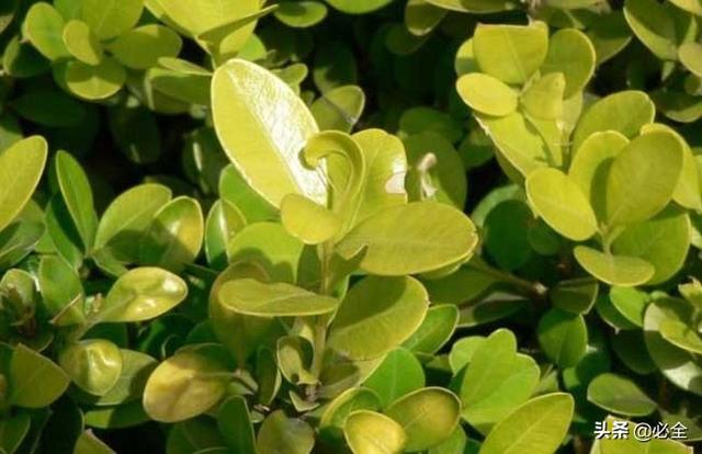 种植小叶黄杨利润如何？前景怎么样？