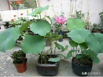 水中君子荷花，家庭盆栽种花养花，如何施肥控光照促花开不断