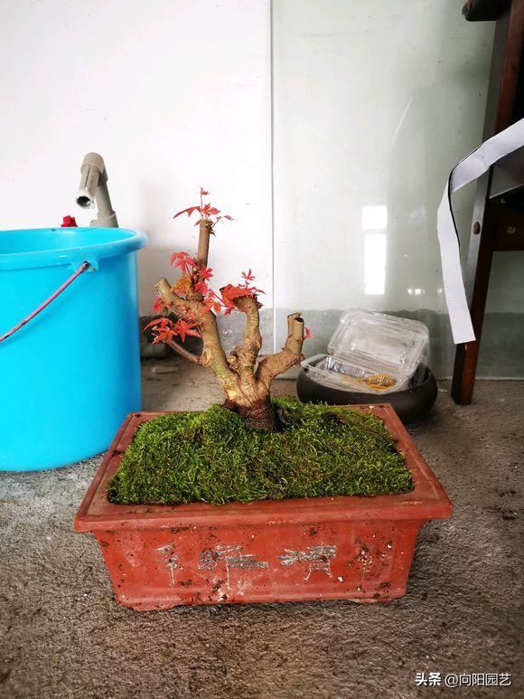 红枫养护大全，养出“火焰色”，把握几个小窍门，盆盆价值不菲