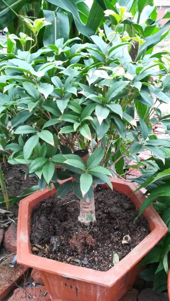 门前栽桂花，人前显富贵，叶子软踏踏，到底因为啥？