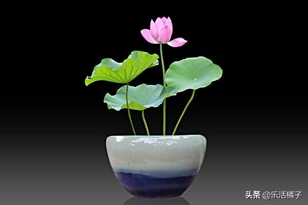 水中君子荷花，家庭盆栽种花养花，如何施肥控光照促花开不断