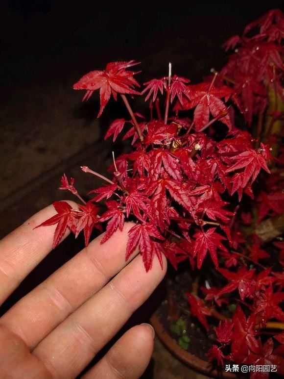红枫养护大全，养出“火焰色”，把握几个小窍门，盆盆价值不菲