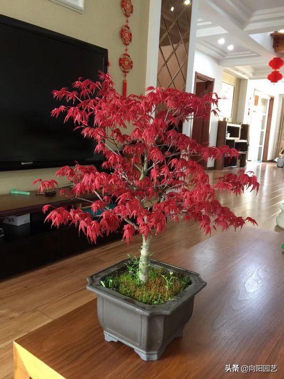 红枫养护大全，养出“火焰色”，把握几个小窍门，盆盆价值不菲