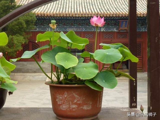 水中君子荷花，家庭盆栽种花养花，如何施肥控光照促花开不断