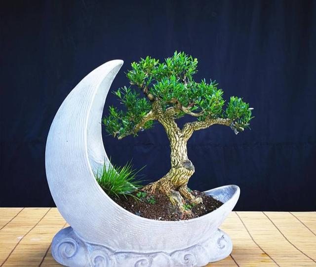 什么黄杨最珍贵？注意哪些才能让黄杨更美？