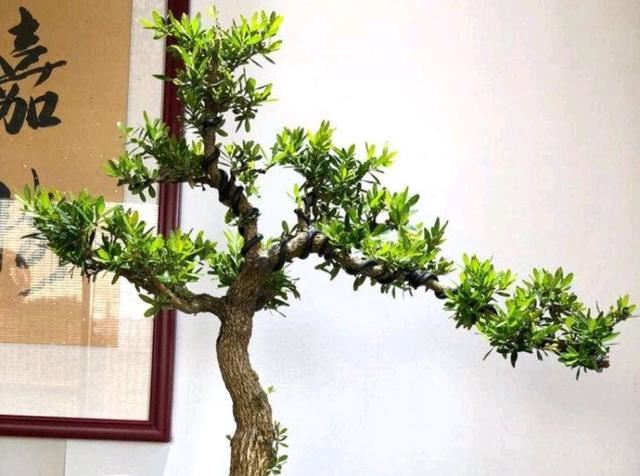 什么黄杨最珍贵？注意哪些才能让黄杨更美？