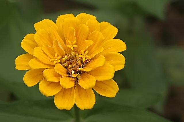 房前屋后种点日日高，开花好看日子一定越来越好
