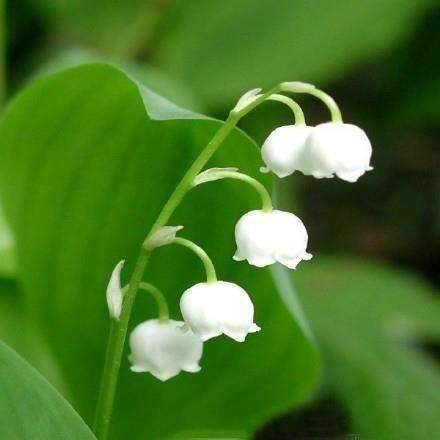 铃兰花太可爱了，真漂亮