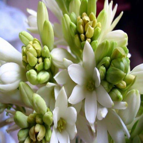 晚香玉花香四溢，学会分球繁殖的秘诀，你也可以拥有满院花香